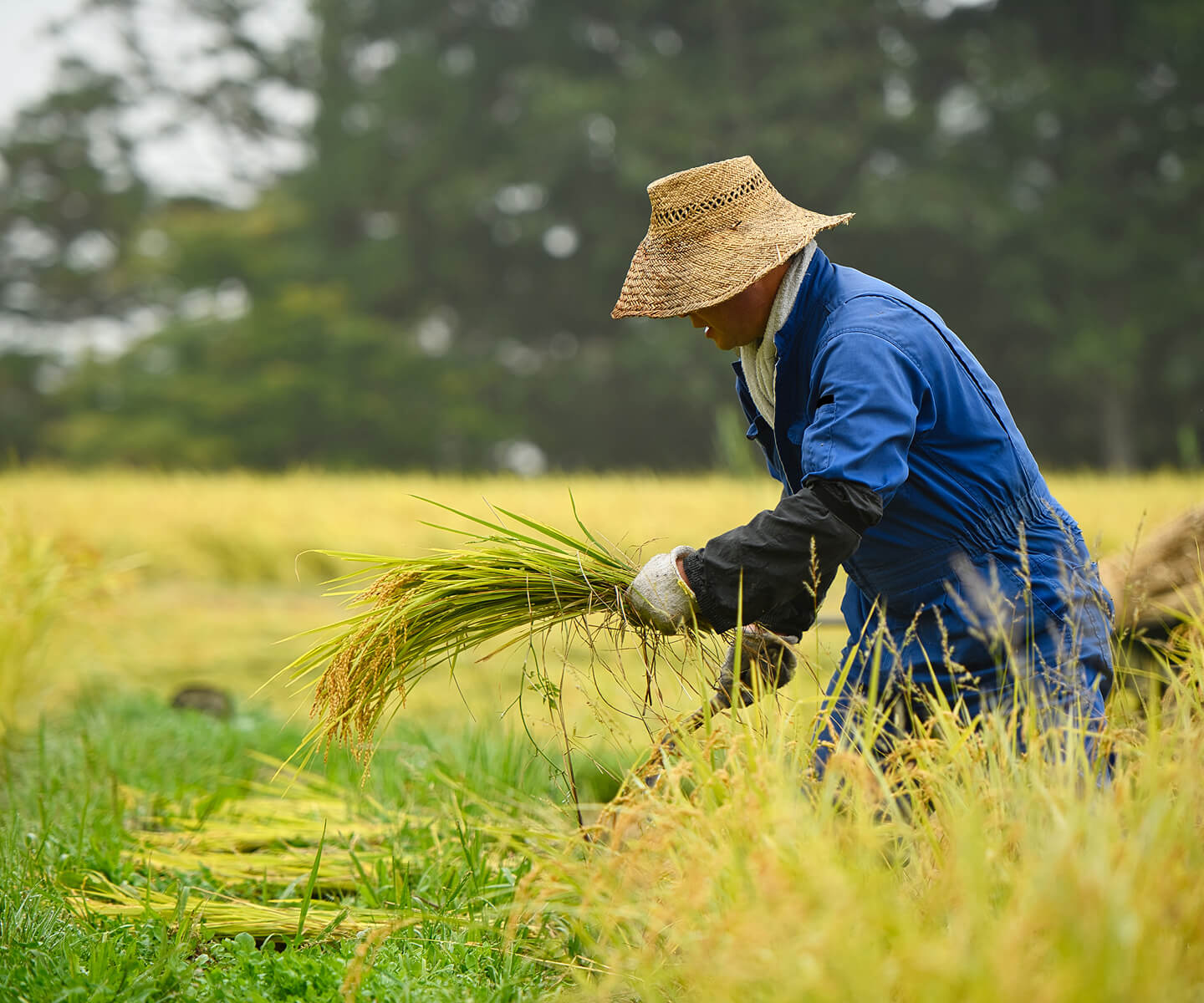 やっちゃばについて