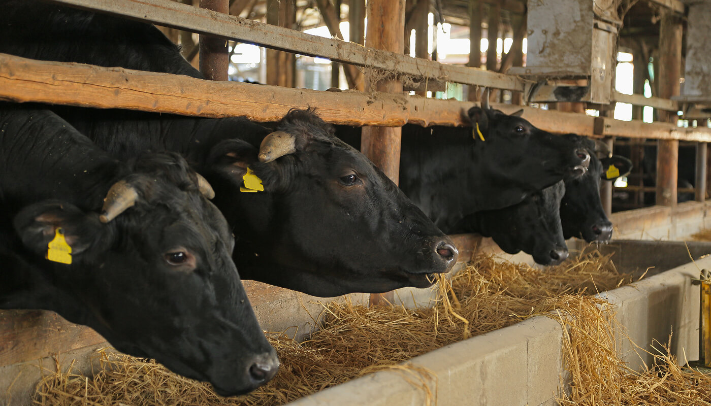 やっちゃばについて